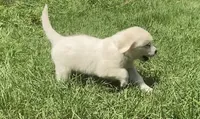 Green collar male, a male English Cream Golden Retriever for sale in Bristol, TN – 7 of 10