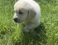 Black collar male , a male English Cream Golden Retriever for sale in Bristol, TN – 3 of 9