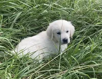 Brown collar male , a male English Cream Golden Retriever for sale in Bristol, TN – 9 of 10