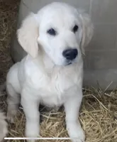 Buster, a male Golden Retriever for sale in Bristol, TN – Photo 2 of 10