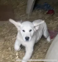 Buster, a male Golden Retriever for sale in Bristol, TN – Photo 3 of 10