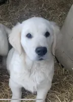 Buster, a male Golden Retriever for sale in Bristol, TN – Photo 5 of 10