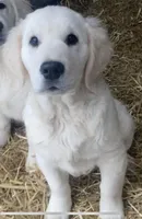 Buster, a male Golden Retriever for sale in Bristol, TN – Photo 4 of 10