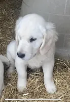 Buster, a male Golden Retriever for sale in Bristol, TN – Photo 8 of 10