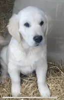 Buster, a male Golden Retriever for sale in Bristol, TN – Photo 6 of 10