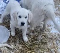 Buster, a male Golden Retriever for sale in Bristol, TN – Photo 9 of 10