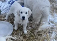 Buster, a male Golden Retriever for sale in Bristol, TN – Photo 10 of 10