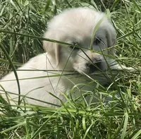 Black collar male , a male English Cream Golden Retriever for sale in Bristol, TN – 8 of 9