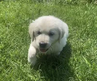 Blue collar male , a male English Cream Golden Retriever for sale in Bristol, TN – 5 of 10