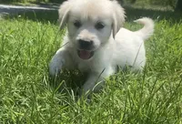Pink , a female English Cream Golden Retriever for sale in Bristol, TN – 4 of 10