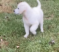 Purple collar female *reduced*, a female English Cream Golden Retriever for sale in Bristol, TN – 5 of 10