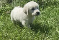 Purple collar female , a female English Cream Golden Retriever for sale in Bristol, TN – 8 of 10