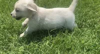 Pink , a female English Cream Golden Retriever for sale in Bristol, TN – 9 of 10