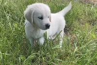 Brown collar male , a male English Cream Golden Retriever for sale in Bristol, TN – 5 of 10