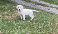Purple collar female *reduced*, a female English Cream Golden Retriever for sale in Bristol, TN – 3 of 10