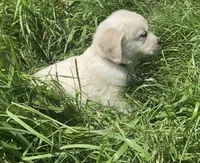 Black collar male , a male English Cream Golden Retriever for sale in Bristol, TN – 2 of 9
