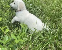 Red collar female , a female English Cream Golden Retriever for sale in Bristol, TN – 5 of 10