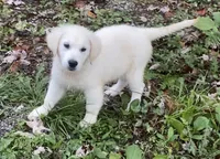 Purple collar female *reduced*, a female English Cream Golden Retriever for sale in Bristol, TN – 10 of 10