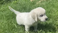 Green collar male, a male English Cream Golden Retriever for sale in Bristol, TN – 8 of 10