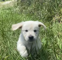 Red collar female , a female English Cream Golden Retriever for sale in Bristol, TN – 4 of 10