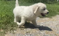 Blue collar male , a male English Cream Golden Retriever for sale in Bristol, TN – 6 of 10