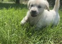 Pink , a female English Cream Golden Retriever for sale in Bristol, TN – 3 of 10