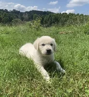 Green collar male, a male English Cream Golden Retriever for sale in Bristol, TN – 4 of 10