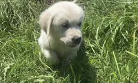 Blue collar male , a male English Cream Golden Retriever for sale in Bristol, TN – 2 of 10