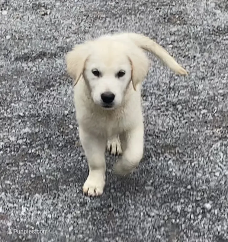 Pink collar female *reduced* – English Cream Golden Retriever puppy for sale in Bristol, TN