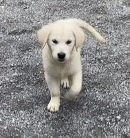 Pink collar female *reduced*, a female English Cream Golden Retriever for sale in Bristol, TN – 1 of 5