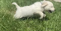Blue collar male , a male English Cream Golden Retriever for sale in Bristol, TN – 10 of 10