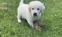 Brown collar male , a male English Cream Golden Retriever for sale in Bristol, TN – 4 of 10