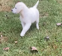 Purple collar female *reduced*, a female English Cream Golden Retriever for sale in Bristol, TN – 8 of 10