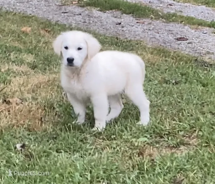 Purple collar female *reduced* – English Cream Golden Retriever puppy for sale in Bristol, TN