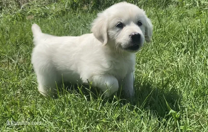 Purple collar female  – English Cream Golden Retriever puppy for sale in Bristol, TN