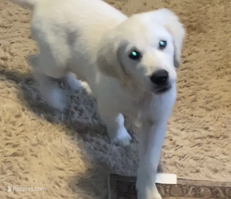 Brown collar male *reduced* – English Cream Golden Retriever puppy for sale in Bristol, TN