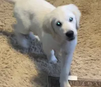 Brown collar male *reduced*, a male English Cream Golden Retriever for sale in Bristol, TN – 1 of 6