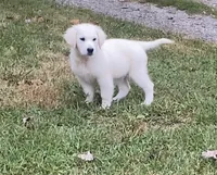 Purple collar female *reduced*, a female English Cream Golden Retriever for sale in Bristol, TN – 4 of 10