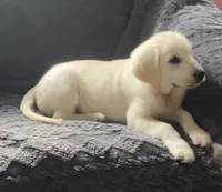 Green collar male *reduced*, a male English Cream Golden Retriever for sale in Bristol, TN – 4 of 5