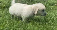 Black collar male , a male English Cream Golden Retriever for sale in Bristol, TN – 6 of 9