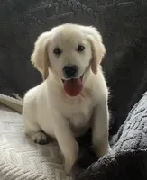 Green collar male *reduced*, a male English Cream Golden Retriever for sale in Bristol, TN – 2 of 5