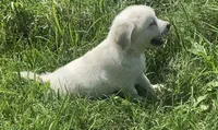 Purple collar female , a female English Cream Golden Retriever for sale in Bristol, TN – 6 of 10
