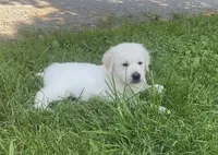 Blue collar male , a male English Cream Golden Retriever for sale in Bristol, TN – 1 of 10