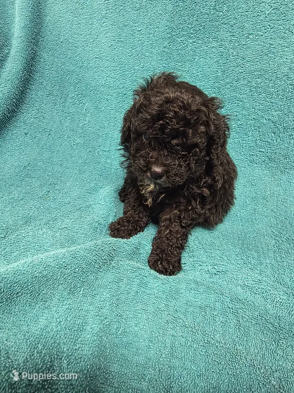 Billy – Poodle - Toy  puppy for sale in Toledo, IL