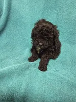Billy, a male Poodle - Toy  for sale in Toledo, IL – 1 of 2