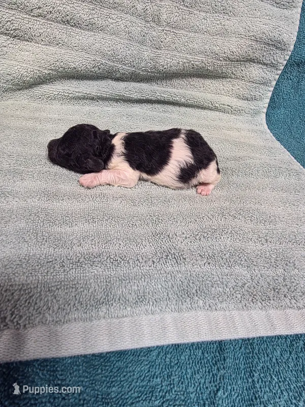 Asher – Poodle - Toy  puppy for sale in Toledo, IL