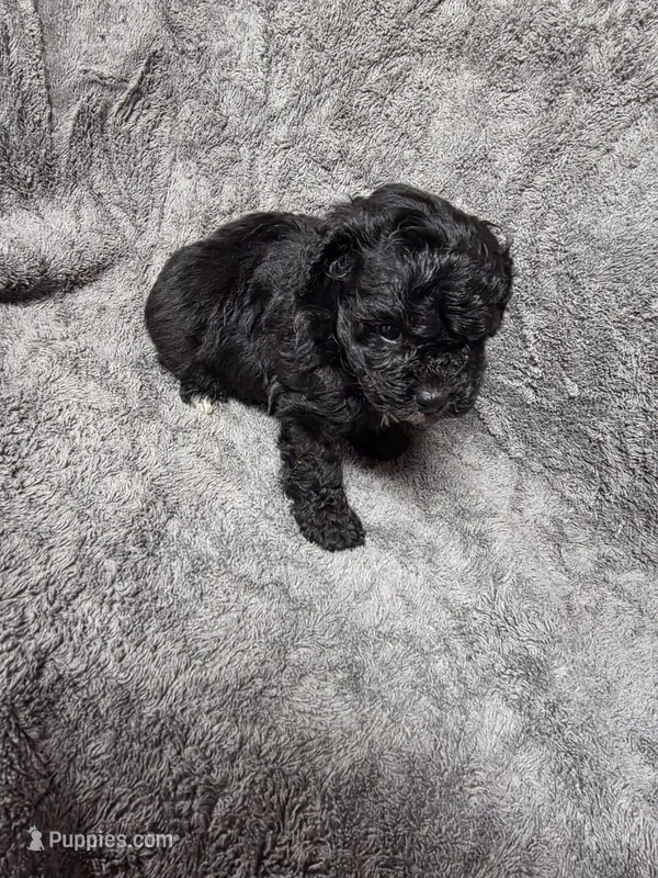 Darcey – Poodle - Toy  puppy for sale in Toledo, IL