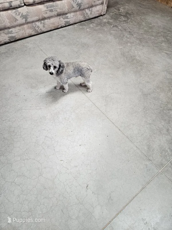 Forrest – Poodle - Toy  puppy for sale in Toledo, IL
