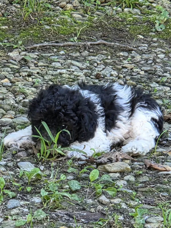 Ziggy – Poodle - Toy  puppy for sale in Toledo, IL