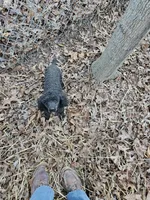 Nala, a female Poodle - Toy  for sale in Toledo, IL – 1 of 3